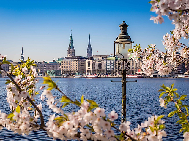 Blühende Kirschzweige an der Binnenalster mit Blick auf Hamburgs Altstadt und historische Laterne im Frühling